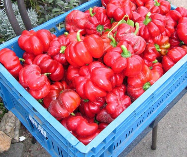 Capsicum annuum (папрыка) Szuszanna - Малюнак 4