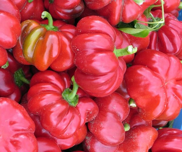 Capsicum annuum (папрыка) Szuszanna