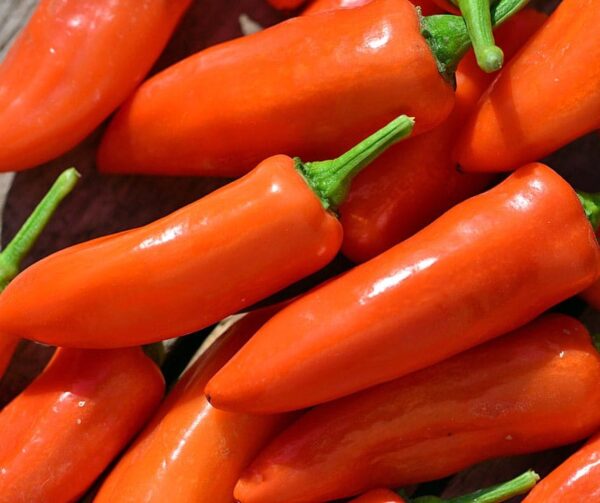 Capsicum annuum (Paprika) Tangerine Dream - Immagine 3