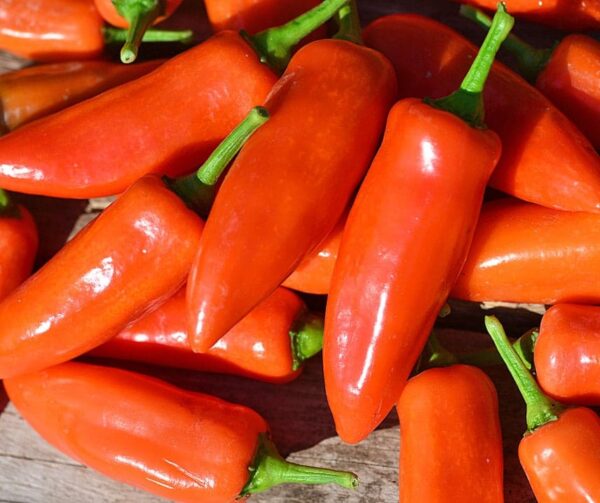 Capsicum annuum (Paprika) Tangerine Dream - Immagine 2