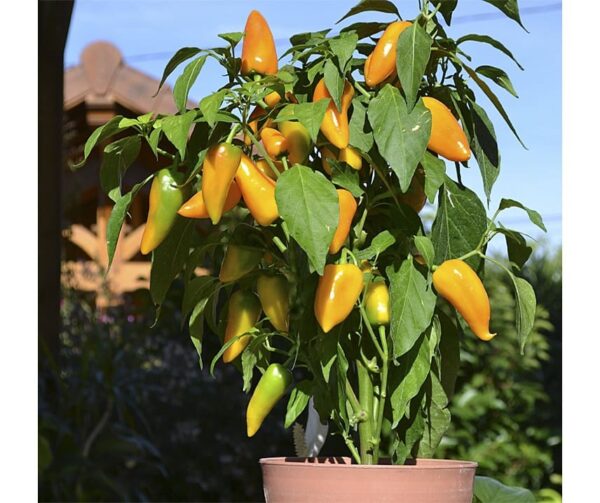Capsicum annuum (Paprika) Terrazzi F1