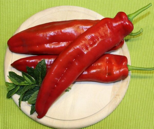 Capsicum annuum (Paprika) Thor F1