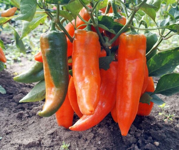 Capsicum annuum (папрыка) Timia - Малюнак 3