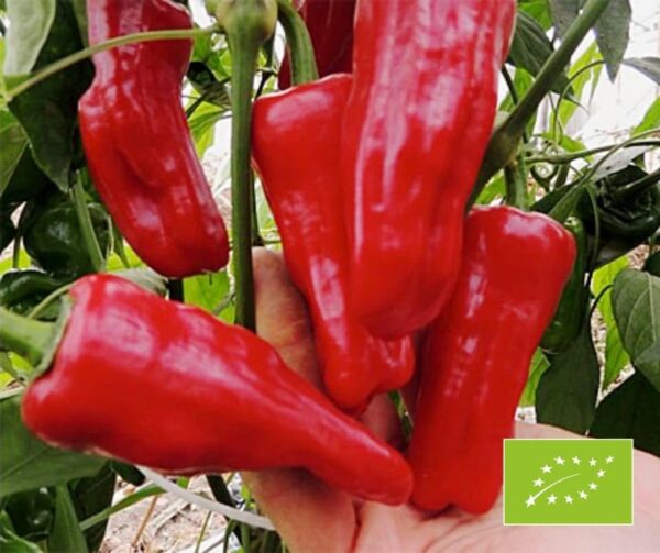 Capsicum annuum (Paprika) Türkischer Gewürz BIO