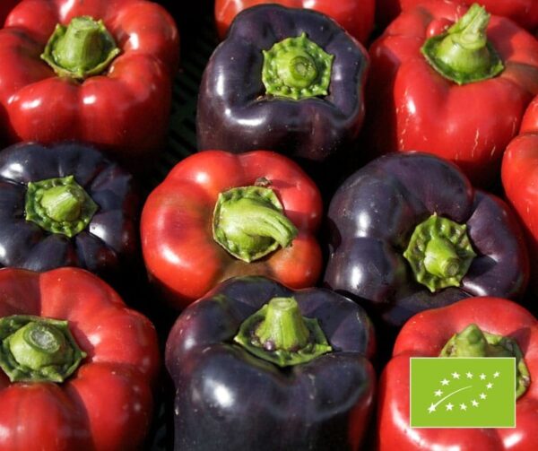 Capsicum annuum (папрыка) Violetta BIO