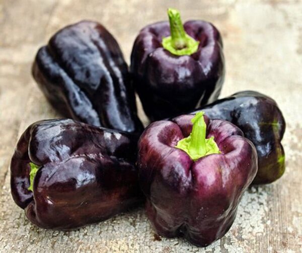 Capsicum annuum (папрыка) Зулу