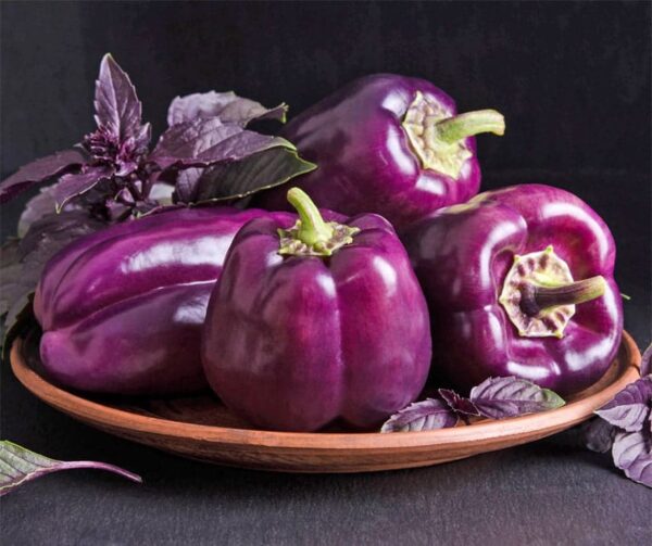 Capsicum annuum (папрыка) Zulu - малюнак 2