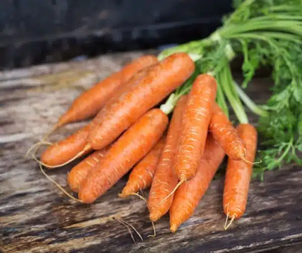 Daucus carota (morot) Caravel F1