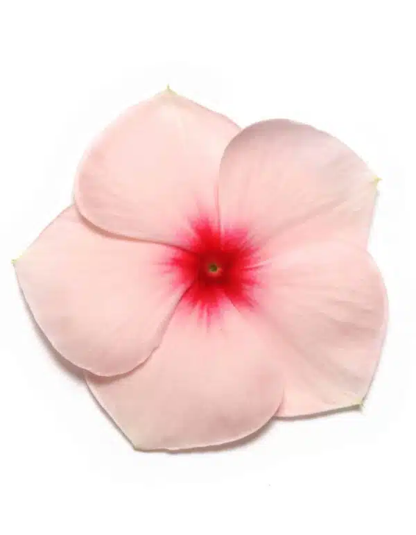 Catharanthus (Vinca) roseus Premier Baiser Abricot