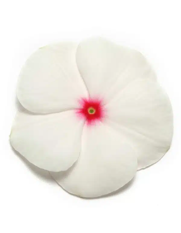 Catharanthus (Vinca) roseus Premier Baiser à Pois