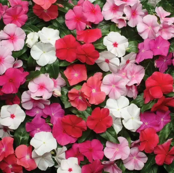Catharanthus (Vinca) roseus Mélange First Kiss