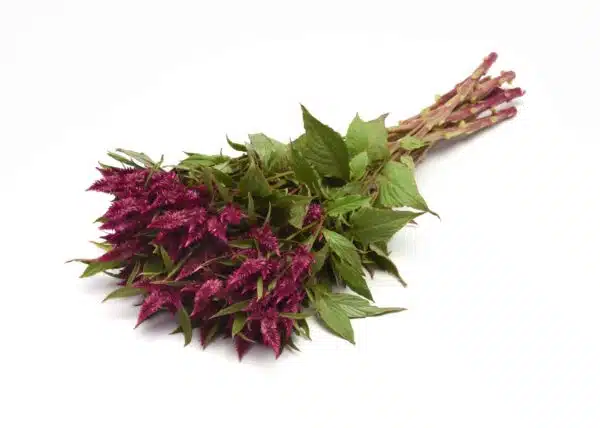Celosia spicata Celway™ Purple - выява 2