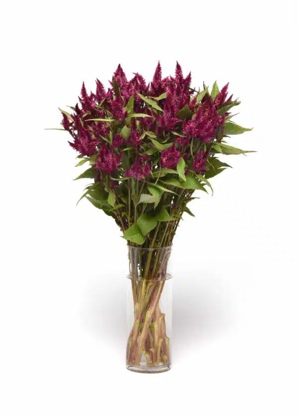 Celosia spicata Celway™ Purple - выява 3