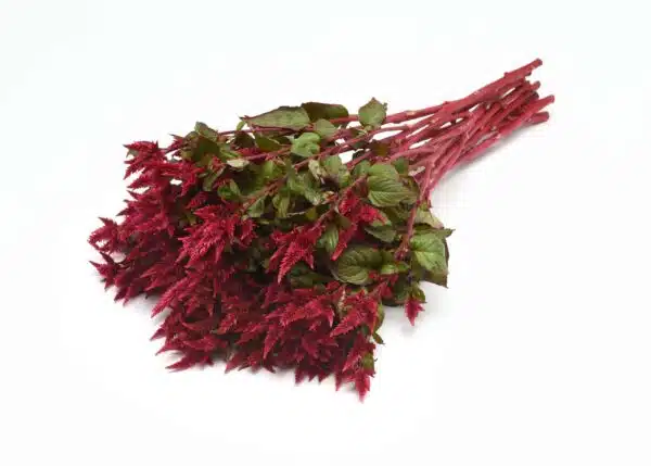 Celosia spicata Celway™ Rosso - Immagine 2