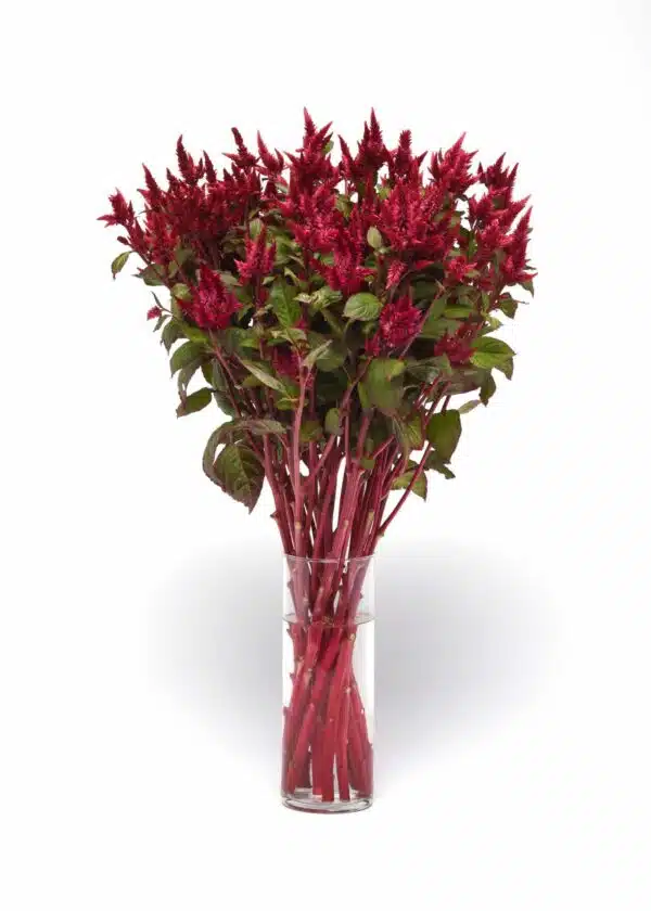 Celosia spicata Celway™ Rosso - Immagine 3