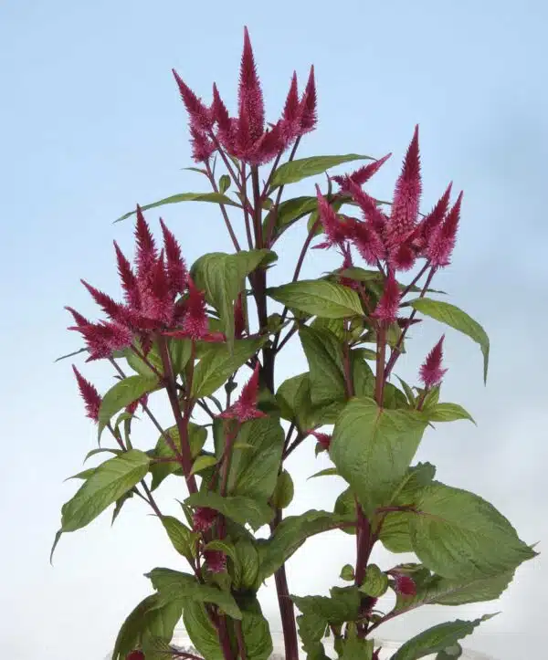 Celosia spicata Celway™ Rosso - Immagine 4