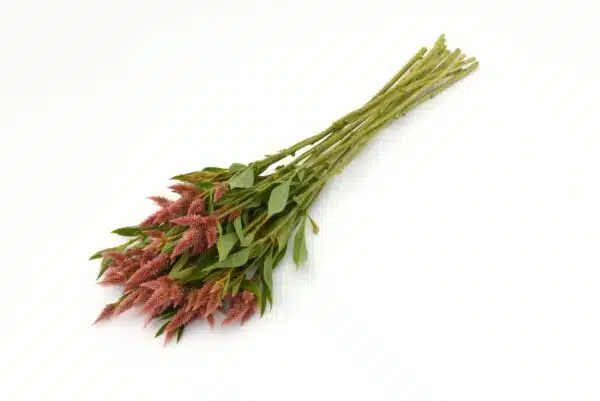 Celosia spicata Celway™ Salmone - Immagine 2