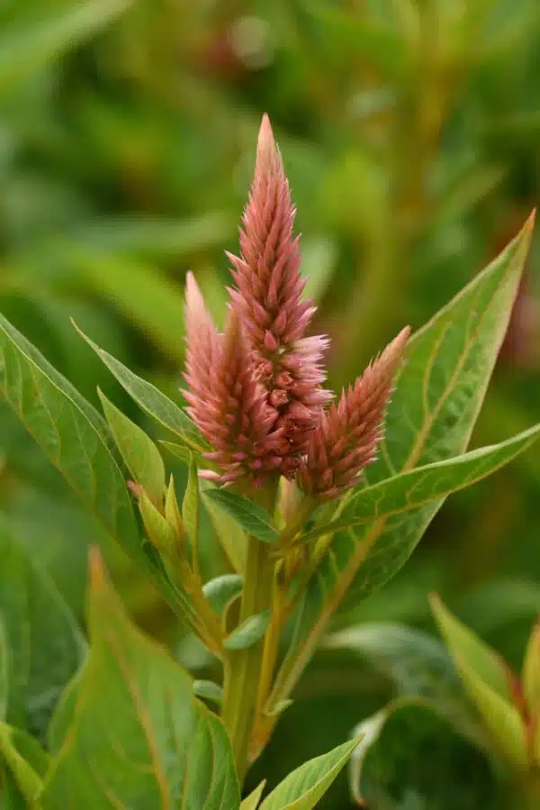 Celosia spicata Celway™ Salmone - Immagine 4