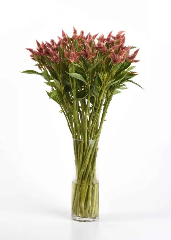 Celosia spicata Celway™ Salmone - Immagine 3