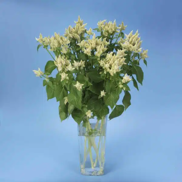 Celosia spicata Celway™ White - Immagine 3