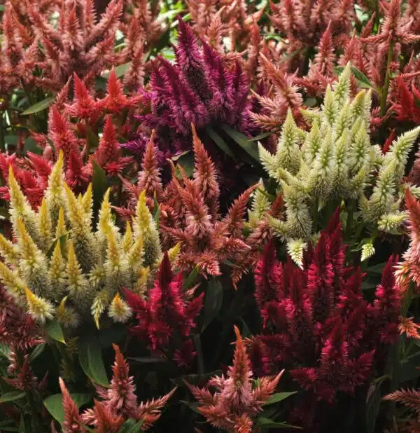 Miscela di Celosia spicata Celway™ - Immagine 2