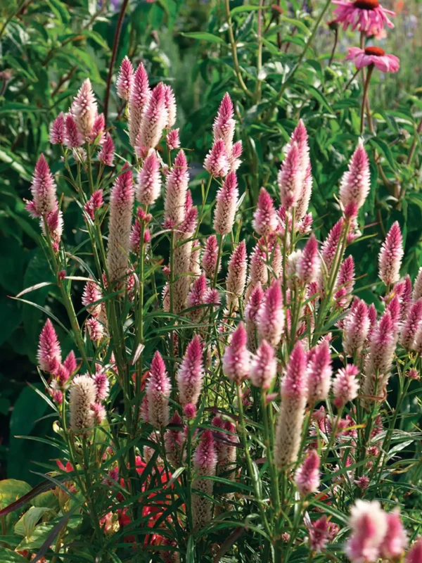 Celosia spicata Flamingofjäder - Bild 2