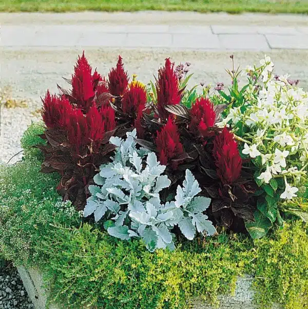 Celosia plumosa New Look - Afbeelding 4