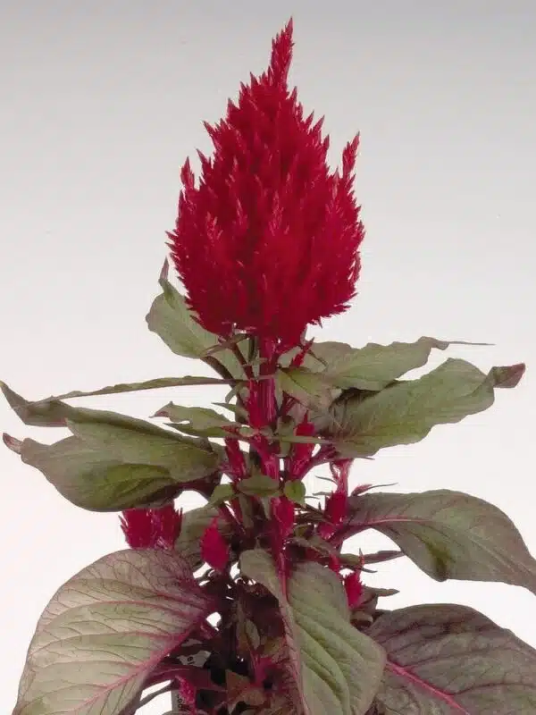 Celosia plumosa New Look - Afbeelding 3
