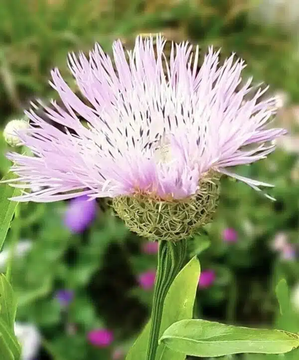 Centaurea americana Aloha Rose