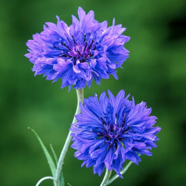 Centaurea cyanus Blue Boy - Afbeelding 3
