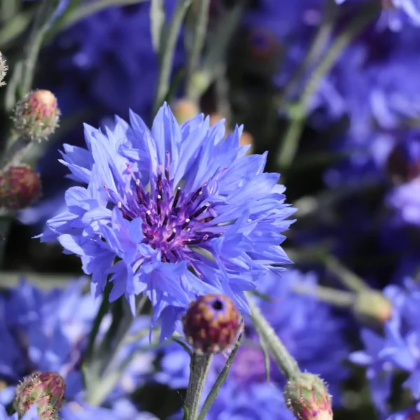 Centaurea cyanus Blue Boy - Afbeelding 2