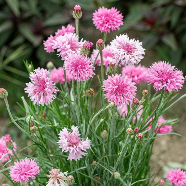 Centaurea cyanus Pinky - малюнак 2