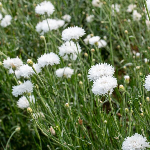 Centaurea cyanus Snowman - Afbeelding 4