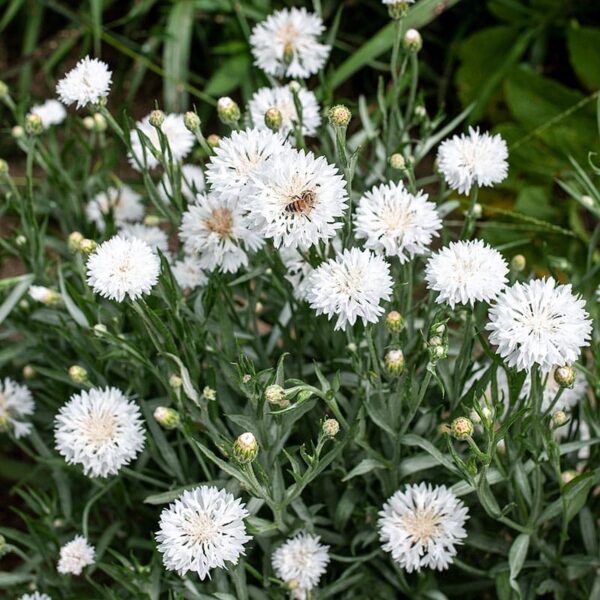 Centaurea cyanus Snowman - Afbeelding 2