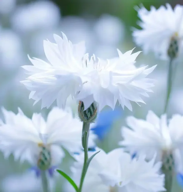 Centaurea cyanus Snowman - Afbeelding 3
