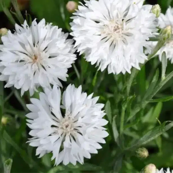 Centaurea cyanus Snowman