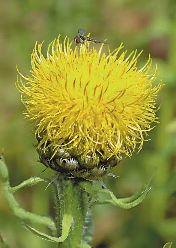 Centaurea macrocephala - Afbeelding 2