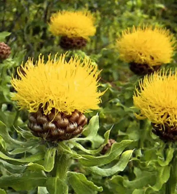 Centaurea macrocephala