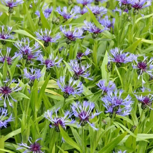 Centaurea montana - Afbeelding 3