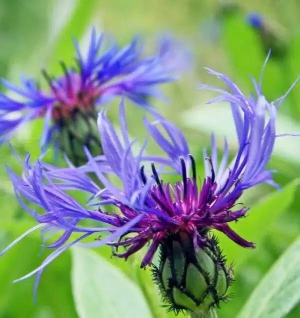 Centaurea montana - Afbeelding 4