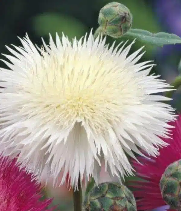 Centaurea moschata (imperialis) Alba