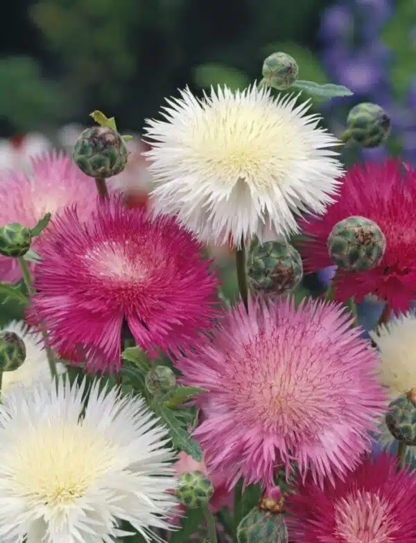 Сумесь Centaurea moschata (imperialis).