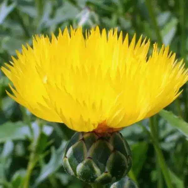 Centaurea suaveolens (moschata) Amarilla - Imagen 2