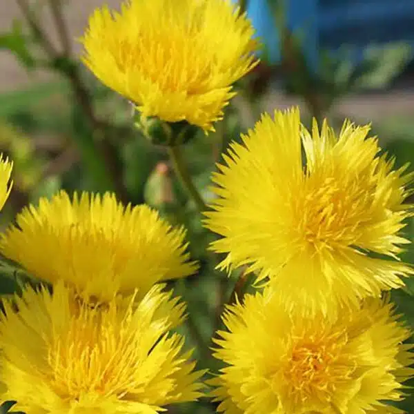 Centaurea suaveolens (moschata) Amarillo