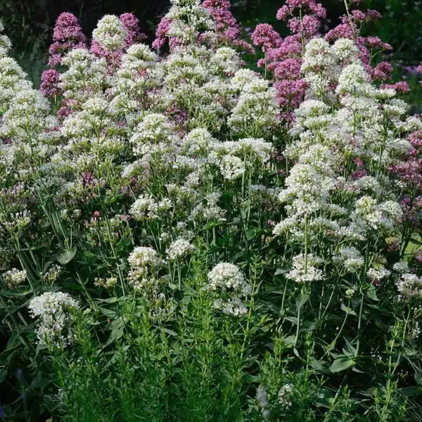 Centranthus ruber Snowcloud - Afbeelding 2