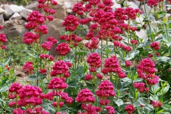 Centranthus ruber Rosato - Afbeelding 2