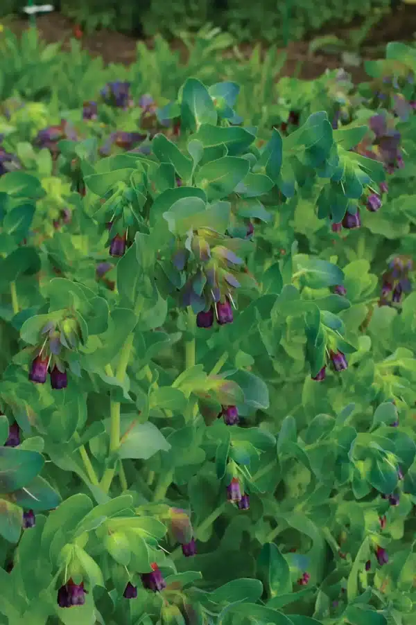 Cerinthe major QIS® Honey Blue - Afbeelding 3