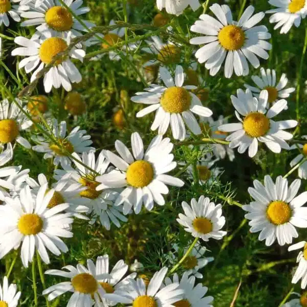 Chamaemelum nobile (Camomilla) - Immagine 3