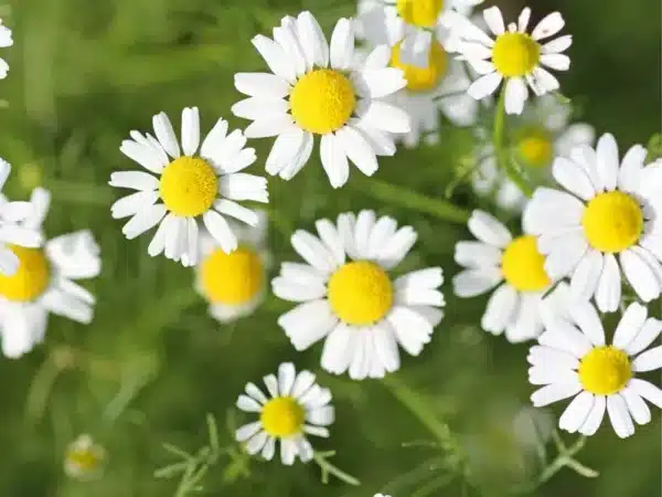 Chamaemelum nobile (Camomilla)