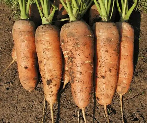 Daucus carota (Carrot) Chamare